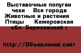 Выставочные попугаи чехи  - Все города Животные и растения » Птицы   . Кемеровская обл.,Березовский г.